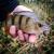 purple-pepper-perch-professor-f--king-leech-guma-2.jpg