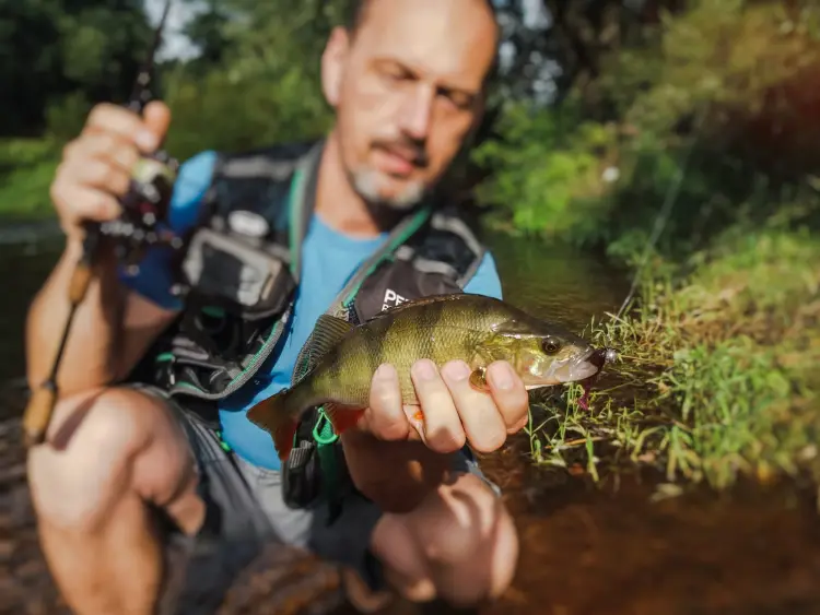przyneta-gumowa-perch-professor-fluky-shad-purple-pepper-2.jpg