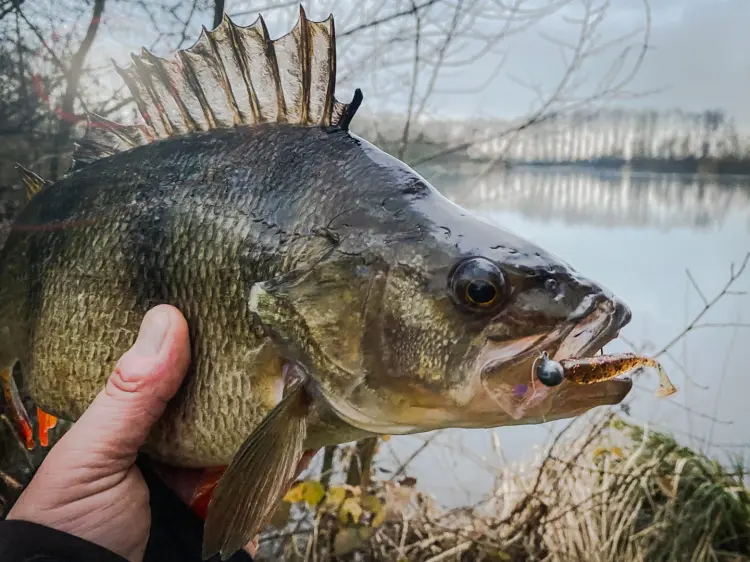 przyneta-gumowa-perch-professor-fluky-shad-bimber-tea-3.jpg