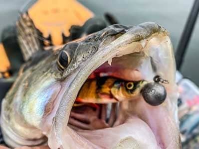 9cm-4d-herring-shad-2.jpg