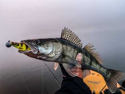 11cm-4d-herring-shad-2.jpg