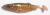 przyneta-gumowa-killer-na-sandacza-savage-gear-herring-shad-16CM-CARP-1.jpg