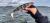 4d-herring-shad-1.jpg