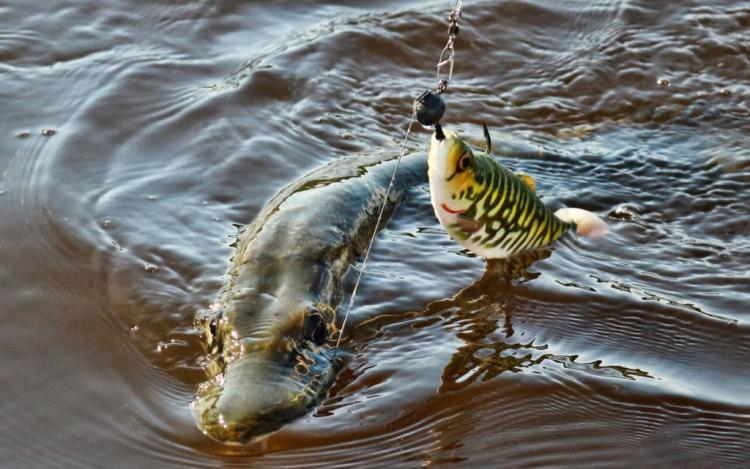 4d-herring-shad-2.jpg