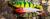 4d-herring-shad-3.jpg