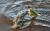 4d-herring-shad-2.jpg