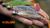 guma-berkley-realistic-roach-podobna-do-sewro-1.jpg