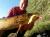 guma-relax-kalifornia-3-laminated-2.jpg