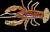 guma-relax-crawfish-2-standard-218-1.jpg