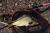 zylka-feederowa-delphin-queen-2.jpg
