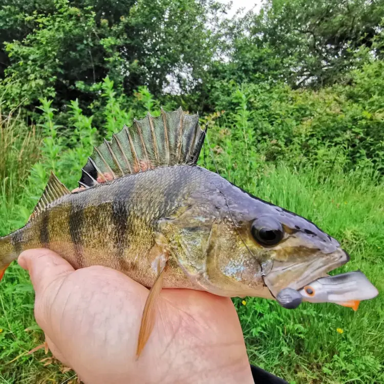 flat-fish-przyneta-guma-mikado-2.jpg