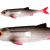 PMFL-7-ROACH-FLAT-FISH-5.5cm-ROACH.jpg