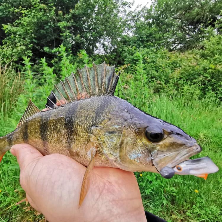 flat-fish-przyneta-guma-mikado-2.jpg