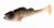 PMRFP-6.5-PERCH-N-real-fish-natural-perch-1.jpg