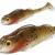 PMRFP-6.5-PERCH-N-real-fish-ruffe.jpg