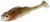 PMRFP-6.5-PERCH-N-real-fish-ruffe-1.jpg