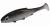 PMRFR-7-BLEAK-real-fish-blue-bleak-1.jpg