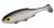 PMRFR-7-BLEAK-real-fish-shiny-bleak-1.jpg