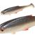 PMRF-10-ROACH-real-fish-roach.jpg