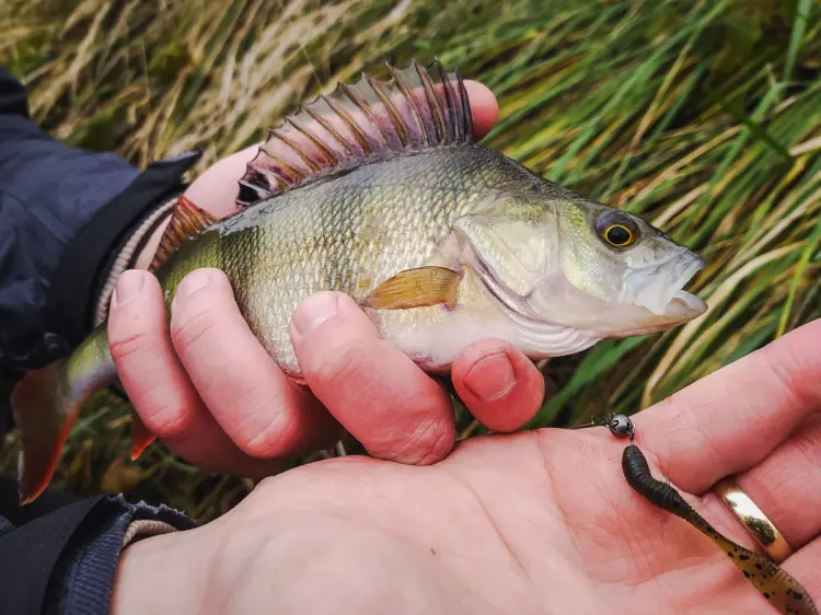 original-perch-professor-f--king-leech-guma-2.jpg