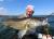 GUMA-PRZYNETA-BERKLEY-REALISTIC-PERCH-PODOBNA-DO-SEWRO-3.jpg
