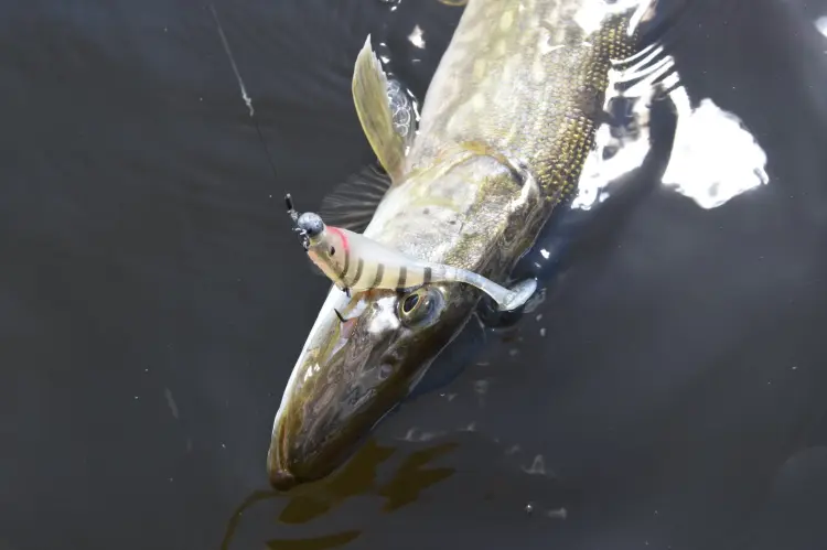 GUMA-PRZYNETA-BERKLEY-REALISTIC-PERCH-PODOBNA-DO-SEWRO-4.jpg