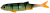 PMFL-7-PERCH_1-FLAT-FISH-5.5cm-PERCH-1-removebg-preview.png