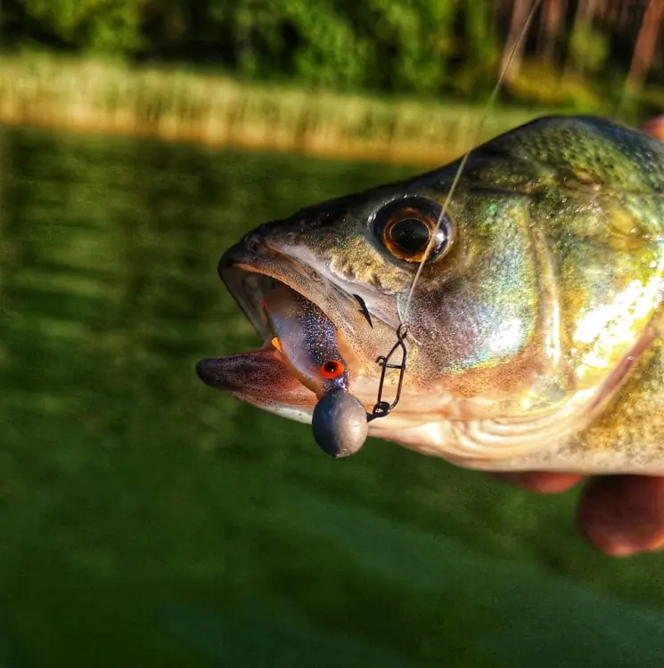 real-fish-roach-przyneta-gumowa-mikado-3.jpg