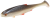 PMRF-10-ROACH-real-fish-roach-1-removebg-preview.png