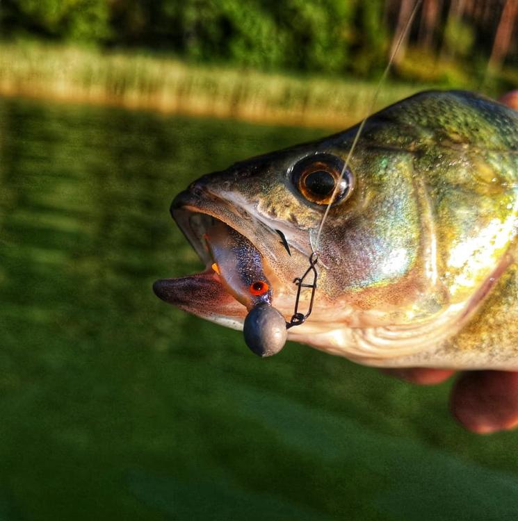 real-fish-roach-przyneta-gumowa-mikado-3.jpg