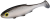 PMRFR-7-BLEAK-real-fish-shiny-bleak-1-removebg-preview.png
